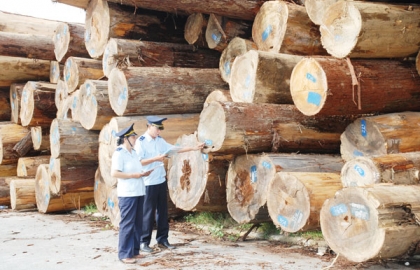 Thủ tục nhập khẩu gỗ và quy trình kiểm dịch thực vật